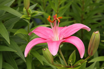 Pink Asiatic lily