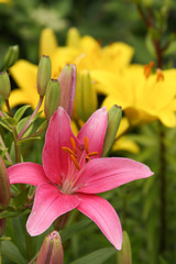  asiatic lilies pink and yellow