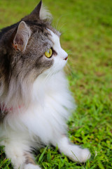 cat on green grass