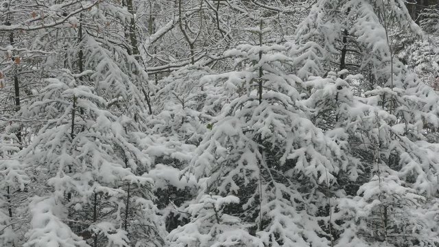Snow covered forest in winter, Serrig, Saar Valley, Rhineland-Palatinate, Germany, Europe