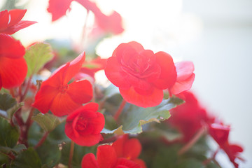 Red flower with green leaves on a white blurred background with highlights
