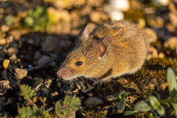 Cute and small field mouse (Apodemus sylvaticus) in the nature of the countryside. Wild brown wood mouse during a sunny day.