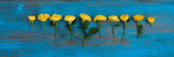 Fototapeta na wymiar Frame of yellow flowers on a blue wooden background. Easter, spring flowers