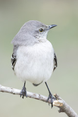 Mockingbird perched on a branch
