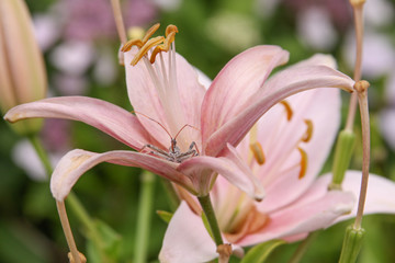 pink lily with insect