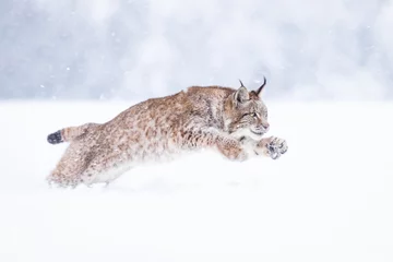 Fotobehang Lynx Young Eurasian lynx on snow. Amazing animal, running freely on snow covered meadow on cold day. Beautiful natural shot in original and natural location. Cute cub yet dangerous and endangered predator.  © janstria