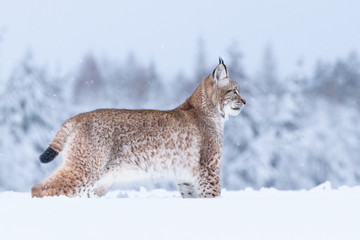 Jeune lynx eurasien sur la neige. Animal incroyable, marchant librement sur une prairie enneigée par temps froid. Beau cliché naturel dans un endroit original et naturel. Cub mignon mais prédateur dangereux et en voie de disparition.