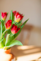 tulips on the kitchen table . spring flowers in the morning. international women's day or mother's day