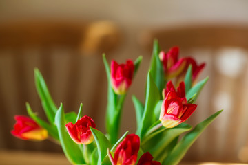 tulips on the kitchen table . spring flowers in the morning. international women's day or mother's day