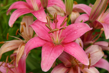Obraz na płótnie Canvas pink asiatic lilies
