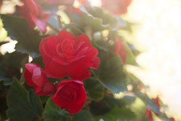 Red flower with green leaves on a white blurred background with highlights