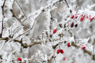 Frost, Winter, Eiskristalle