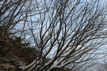 tree, sky, winter, nature, trees, forest, blue, snow, cold, white