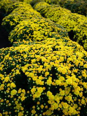Chrysanthemum morifolium  bloom like weaving a yellow carpet. This is traditional flower of Sa Dec, Vietnam and was grown in basket for sale prior to traditional Lunar New Year.