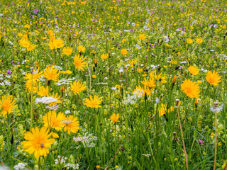 Obraz premium Blumenwiese