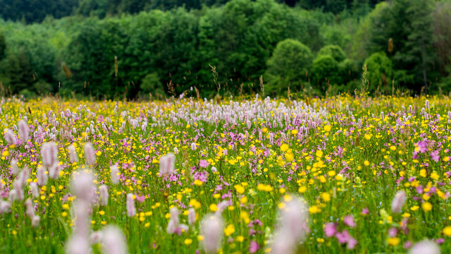 Blumenwiese am Ammersee