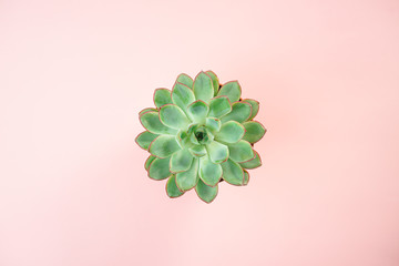 Minimalist modern concept with beautiful green succulent isolated on living coral color background. Flat lay, top view. Horizontal. For gift, with lots of copy space for your text.