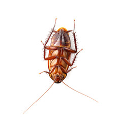 close-up cockroach isolated over a white background