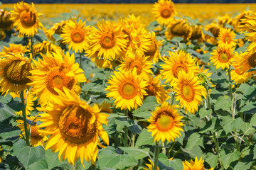 Fototapeta na wymiar field full of sunflowers at sunny day