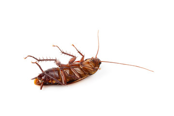 close-up cockroach isolated over a white background