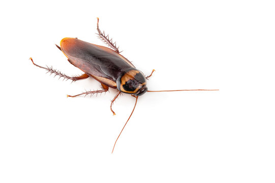 close-up cockroach isolated over a white background