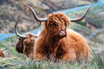 Hairy Scottish Highlander - Highland cattle - next to the road, Isle of Skye