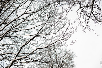  Branches of trees in the snow in the park on a background of white sky.