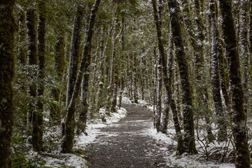 Walk to Devils Punchbowl Falls, New Zealand