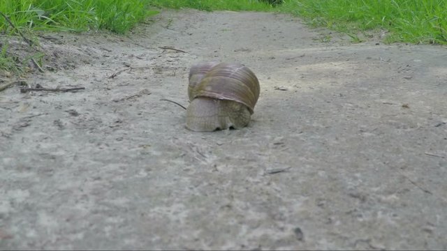 Snail moves on the road