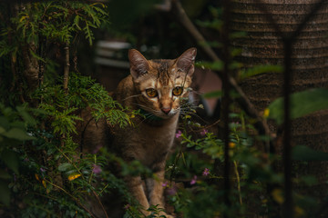 red cat hunts in the garden. Vietnamese Bobtail