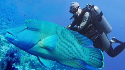 Napoleon Wrasse fish and scuba diver on the background