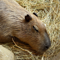 Capybara is sleeping on dry grass