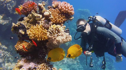 Scuba diver watching beautiful coral pinnacle with couple of yellow coral fish
