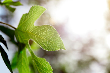 Fig bought and leaf with the great fig tree and sun flare.
