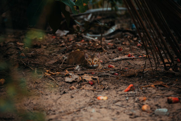 red cat hunts in the garden. Vietnamese Bobtail
