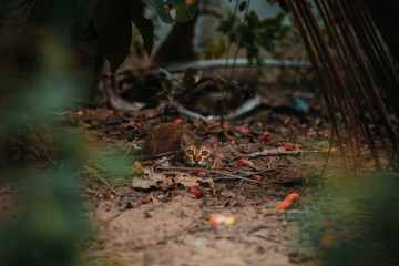 red cat hunts in the garden