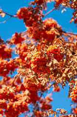 Rowan bright orange and blue sky, autumn day