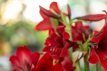 Close up of Beautiful red lily on gentle blur background.