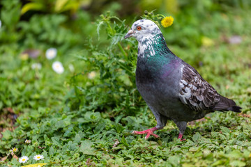 Pigeon on grass field