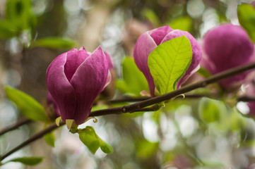 Pink and White Magnolia flowers against a background of flowers and green leaves. Beautiful magnolia tree (Magnolia denudata) is blossoming in park in spring time. Spring background with flowers.