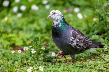 Pigeon on grass field