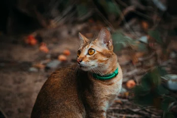 Papier peint photo  red cat hunts in the garden. Vietnamese Bobtail  © Diko.Photos