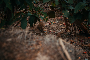 red cat hunts in the garden. Vietnamese Bobtail