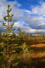 Fototapeta premium wonderful wilderness in the swedish national park Fulufjället with pine trees