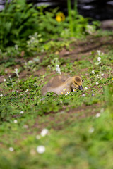 Young canadian goose