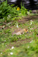 Young canadian goose