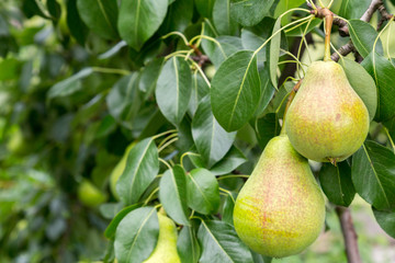 Pear on a branch with copy space. Authentic farm series.