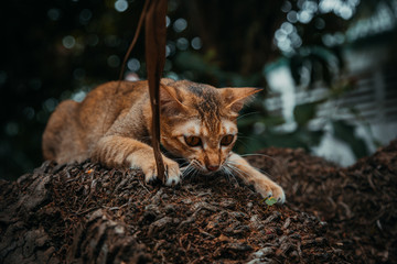 red cat hunts in the garden. Vietnamese Bobtail