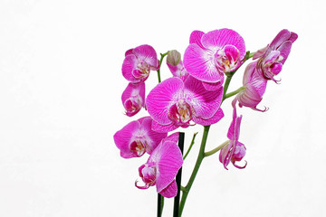 Lila Orchideenblüten mit weißem Hintergrund