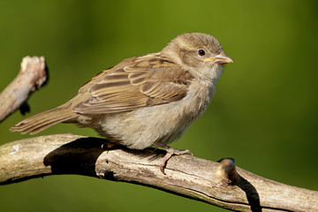 Juveniler Haussperling